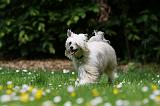 CHIEN NU CHINOIS 191
